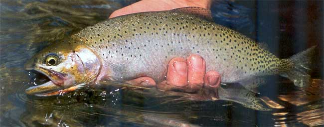 Fly Fishing