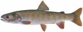 Bull Trout