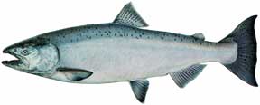 Salmon