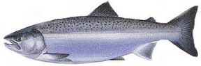 Coho Salmon