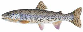 Cutthroat Trout