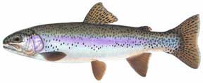 Rainbow Trout