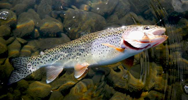 Jeff Helfrich Fly Fishing McKenzie River Oregon