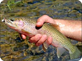 Middle Fork Salmon River Driftboat Fly Fishing 