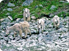 Mountain Goats