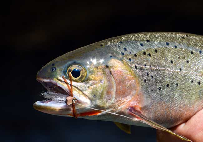 Jeff Helfrich Fly Fishing Middle Fork Salmon Idaho